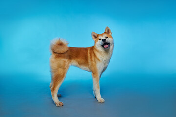 Akita inu. Smile of a dog. Full-length dog.