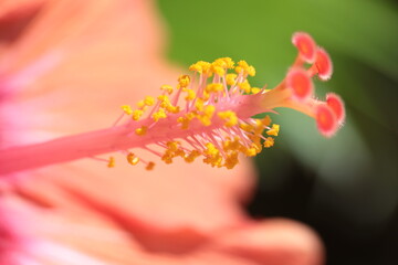 Hibiskus, Blütenstempel, Pistils © U. Storsberg