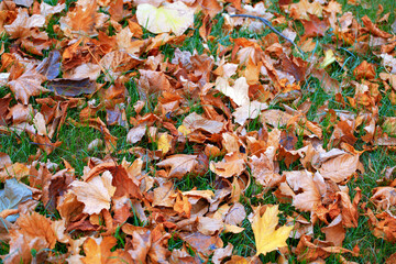Yellow Dry Fallen Leaves on the Grass in the Park. The Concept Of Autumn. Background