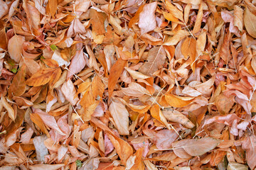 Yellow Dry Fallen Leaves. The Concept Of Autumn. Background