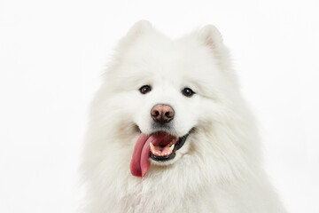 Samoyed. Fluffy dog. The dog smiles. The dog stuck out its tongue.