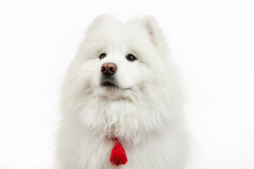 Portrait of a dog. Samoyed. Fluffy dog.
