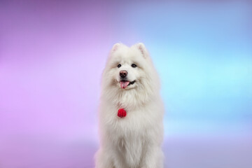 Portrait of a dog. Samoyed husky. A white dog. A fluffy dog.