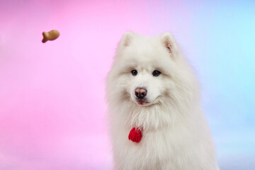 Fototapeta na wymiar Samoyed. Fluffy dog. The dog catches the treat.