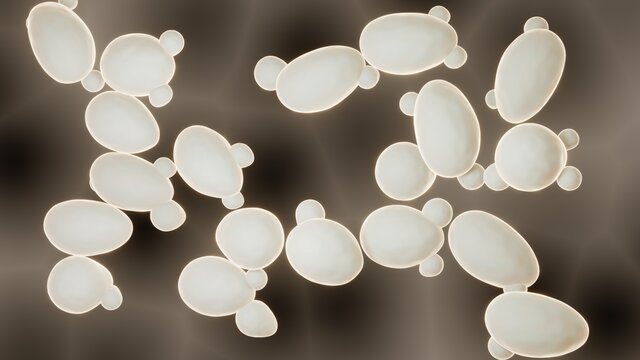 Yeast cells microscopic view close-up 