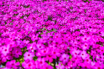 pink flowers background