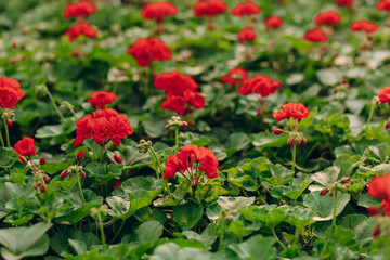 Numerous red flowers of tuberous begonias (Begonia tuberhybrida) in a greenhouse. Flowers in the orangery. Cultivation of various colorful flowers. Beautiful flowers at shop. Gardening. Garden center.