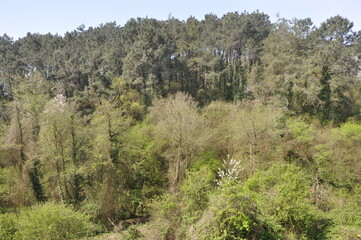 Fototapeta na wymiar trees in the mountains