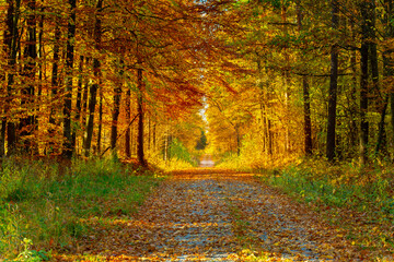 Fototapeta premium Dirt road through an autumn colored forest, Stankow forestry, Poland