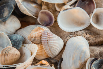 multicolored river seashells lie chaotically on the sand next to the sea. Macro photography. Close-up background concept, copy space
