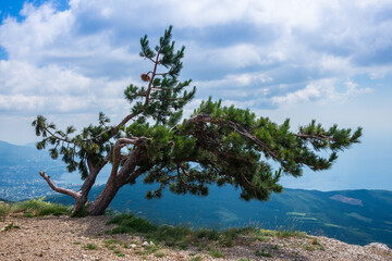 Pine on the slope of the Crimean mountains. Crimea