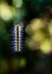 caterpillar hanging backlight