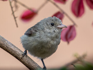 tiny flower pecker bird on a branch