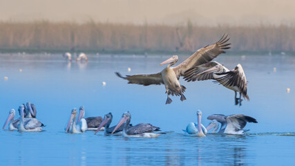 Fototapeta premium a flock of pelicans in the water