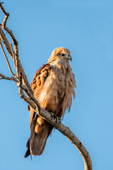 juvenile red-tailed hawk sitting on a branch