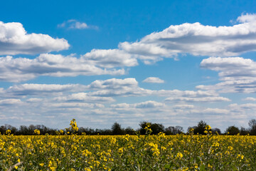 rapeseed field and a blue sky with white clouds