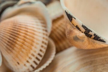 multicolored river seashells lie chaotically on the sand next to the sea. Macro photography....