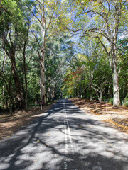 An empty road surrounded by trees.
