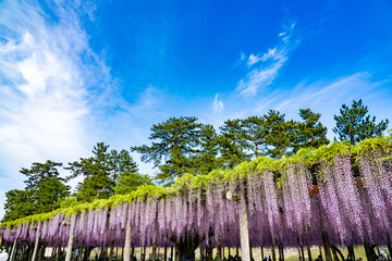 春の青空と藤棚