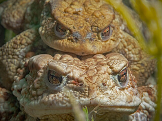 Naklejka premium Female common toad with male common toad on its back underwater