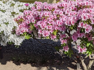 春の庭に咲くピンクと白のツツジの花