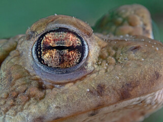 Male toad close up photography underwater