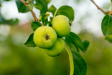 Green apples on the branch of an apple tree in the summer garden