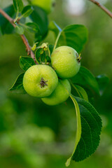 Green apples on the branch of an apple tree in the summer garden