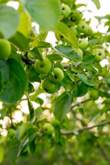 Green apples on the branch of an apple tree in the summer garden