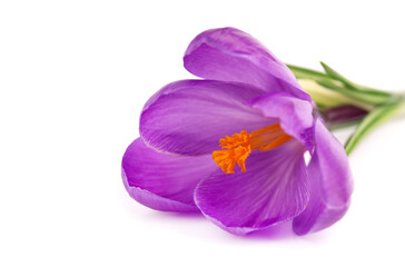 Crocus flower isolated on white background. Close up of saffron flower.