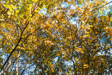 View under autumn maple tree.