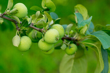 Green apples on the branch of an apple tree in the summer garden