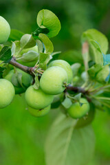 Green apples on the branch of an apple tree in the summer garden