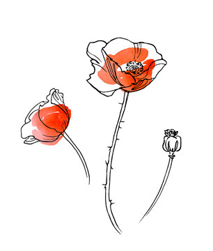 Wild Poppy Flowers Sketch with line-art on white backgrounds. Watercolor Texture. Lineart and Abstract Watercolor Spot