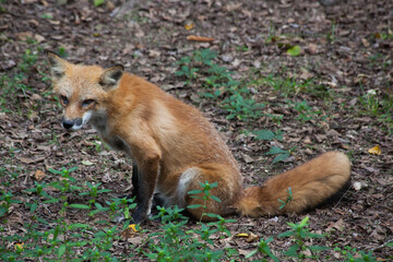 Naklejka na ściany i meble Red fox in the sunlight