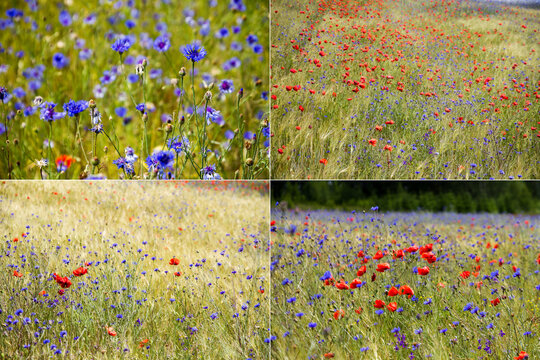Collection of images with blooming cornflower in rye field