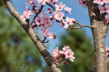 Close-up of almond blossoms (prunus dulcis) with a honey bee (apis mellifera) pollinating the flower on a sunny day