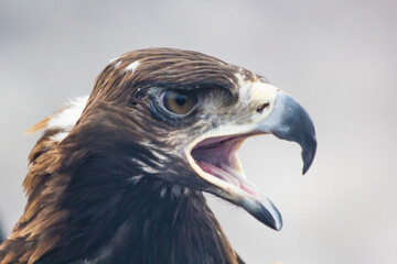 eagle looks at prey, sharp eyes of an eagle