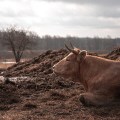 Meat cow from farm in Latvia!