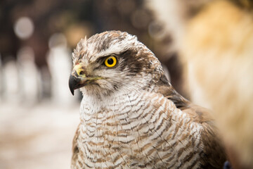 falconry in Mongolia and Kazakhstan. Ancient tradition of Kazakhs nomads
