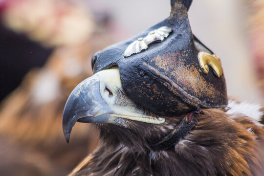 hunting with an eagle in Mongolia and Kazakhstan, eagle perches with a cap on its head