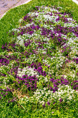 Alfombra de flores de colores en el municipio del Puerto de la Cruz