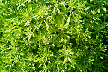 Abstract bright green vegetative background with wild grass, weed, close up, soft selective focus