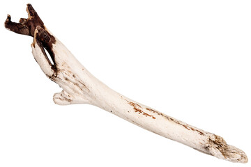 Piece of driftwood isolated on white