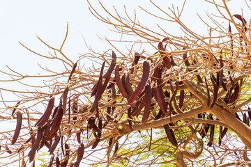Ramá de árbol con frutos marrones en el municipio del Puerto de la Cruz