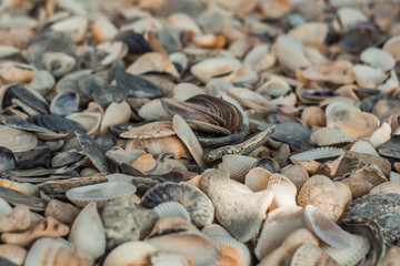 multicolored river seashells lie chaotically on the sand next to the sea. Macro photography. Close-up background concept, copy space