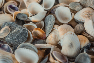 multicolored river seashells lie chaotically on the sand next to the sea. Macro photography. Close-up background concept, copy space