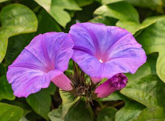 Planta con flores de Ipomoea purpurea (Gloria de la mañana, Don Diego de día, Campanilla morada,) 