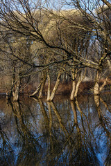 Spring flood at the willow grove. Floodplain city park and flooded willows growing in the meadow reflected in water in early spring. Vertical photograph