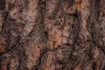 Natural bark background or texture. Abstract pattern